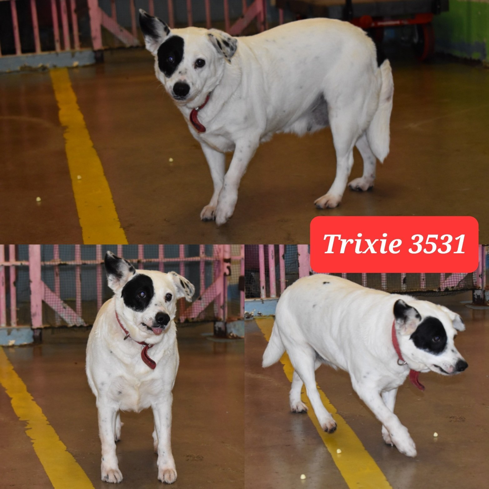 Enlarge 3531 Trixie, an adoptable Australian Cattle Dog / Blue Heeler in Phoenix, AZ image 5/5