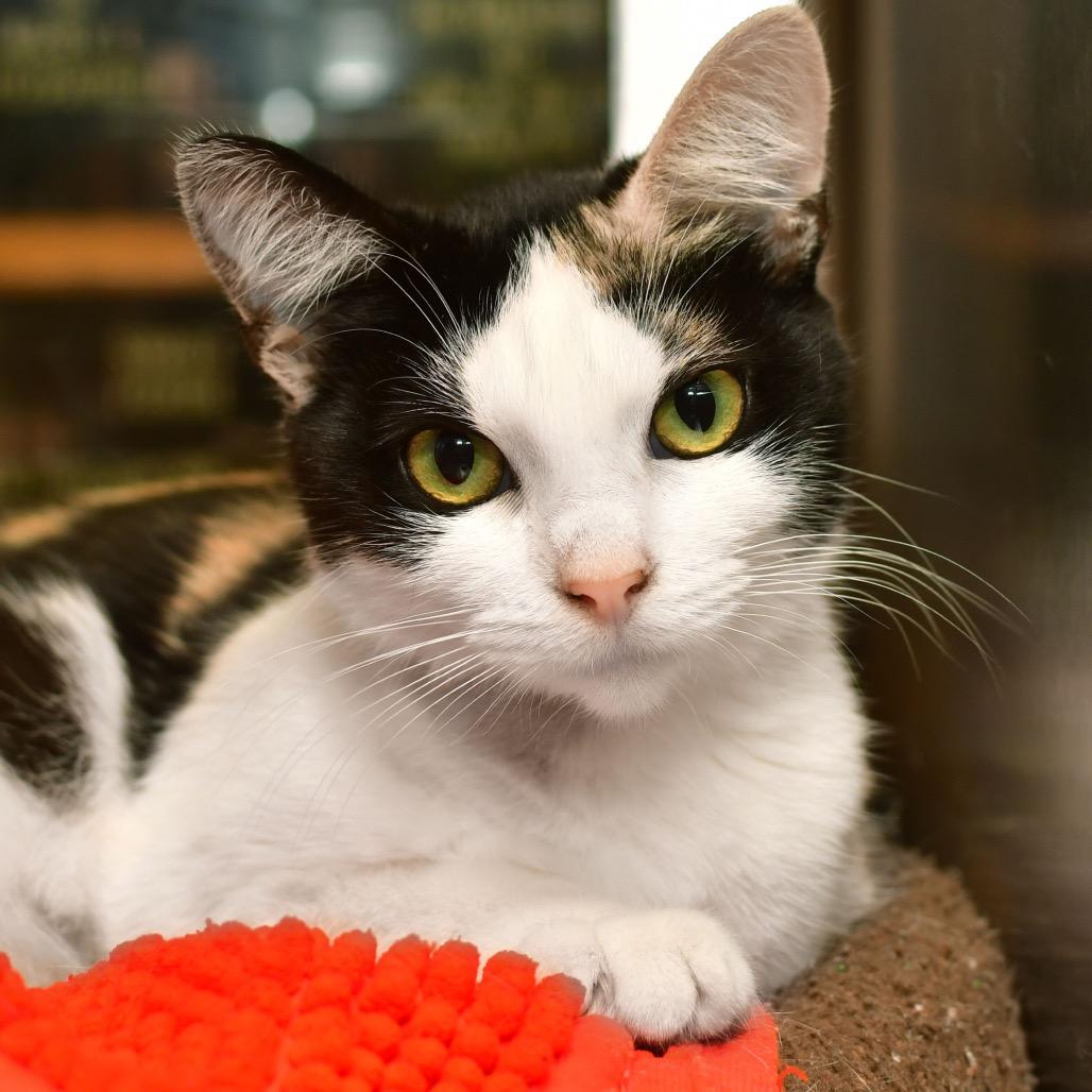 Rosie, Adoptable, Adult Female Domestic Medium Hair.