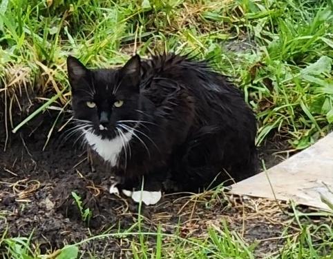 Enlarge Marley, a Adoptable Domestic Short Hair in Warren, MI image 1/1