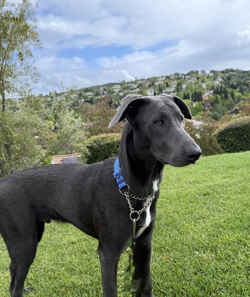 Enlarge King, a Adoptable mixed breed in Pleasant Hill, CA image 1/6