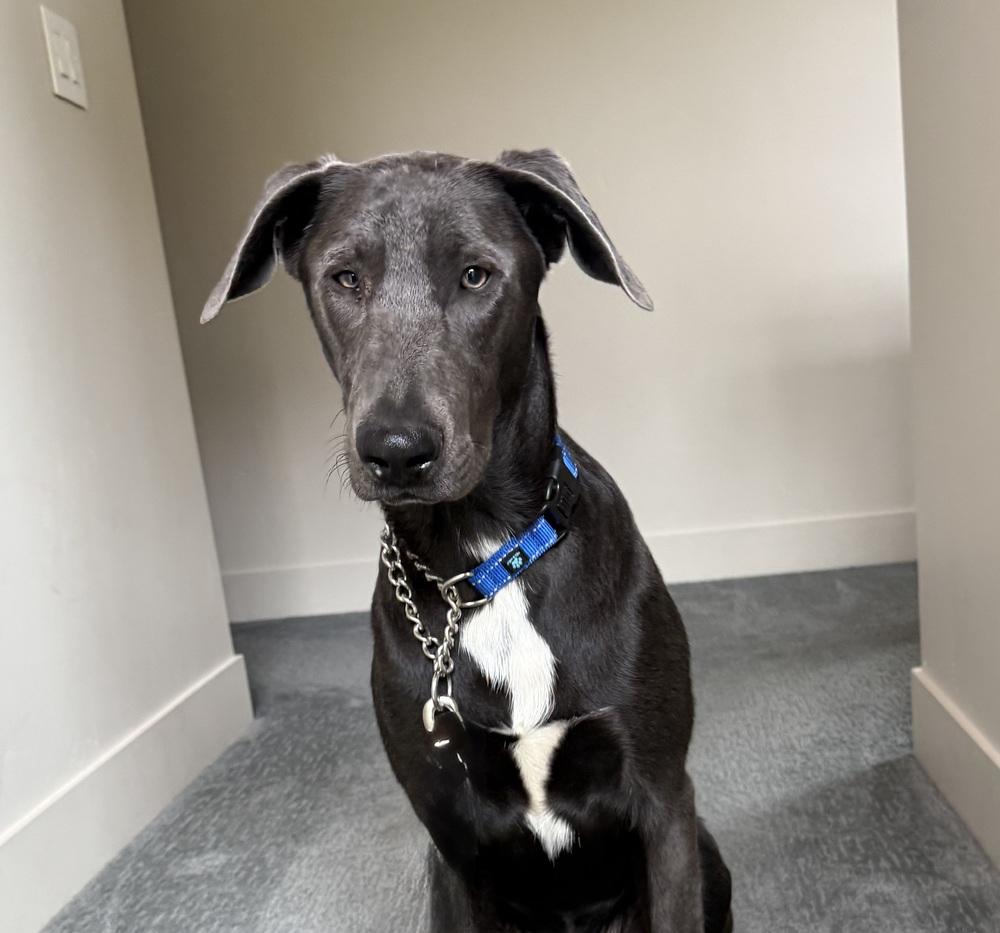 Enlarge King, a Adoptable mixed breed in Pleasant Hill, CA image 2/6