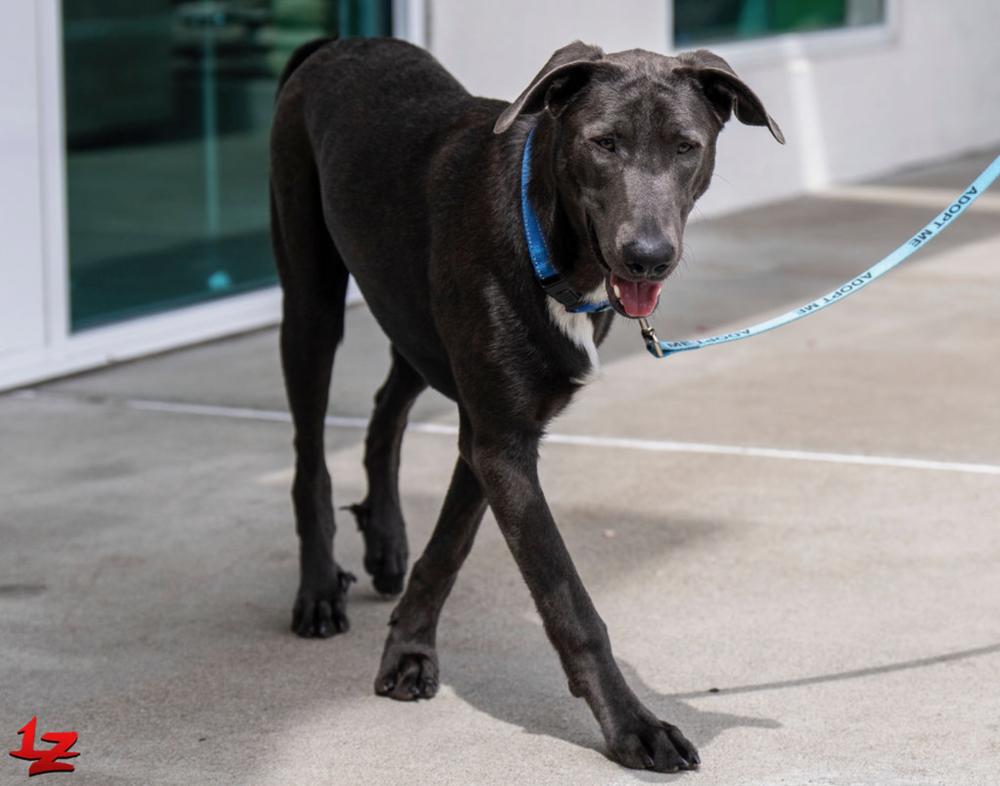 King, Adoptable, Puppy Male German Shepherd Dog & Doberman Pinscher.