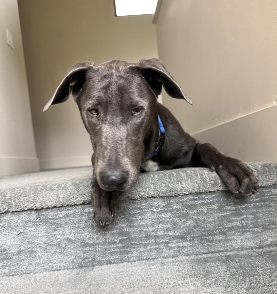 Enlarge King, a Adoptable mixed breed in Pleasant Hill, CA image 3/6