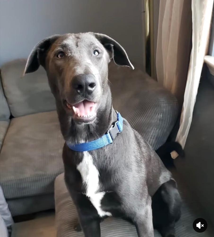 Enlarge King, a Adoptable mixed breed in Pleasant Hill, CA image 3/5