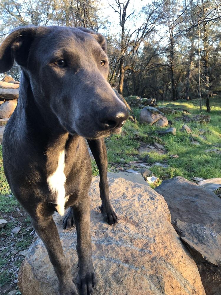 King, Adoptable, Puppy Male German Shorthaired Pointer.