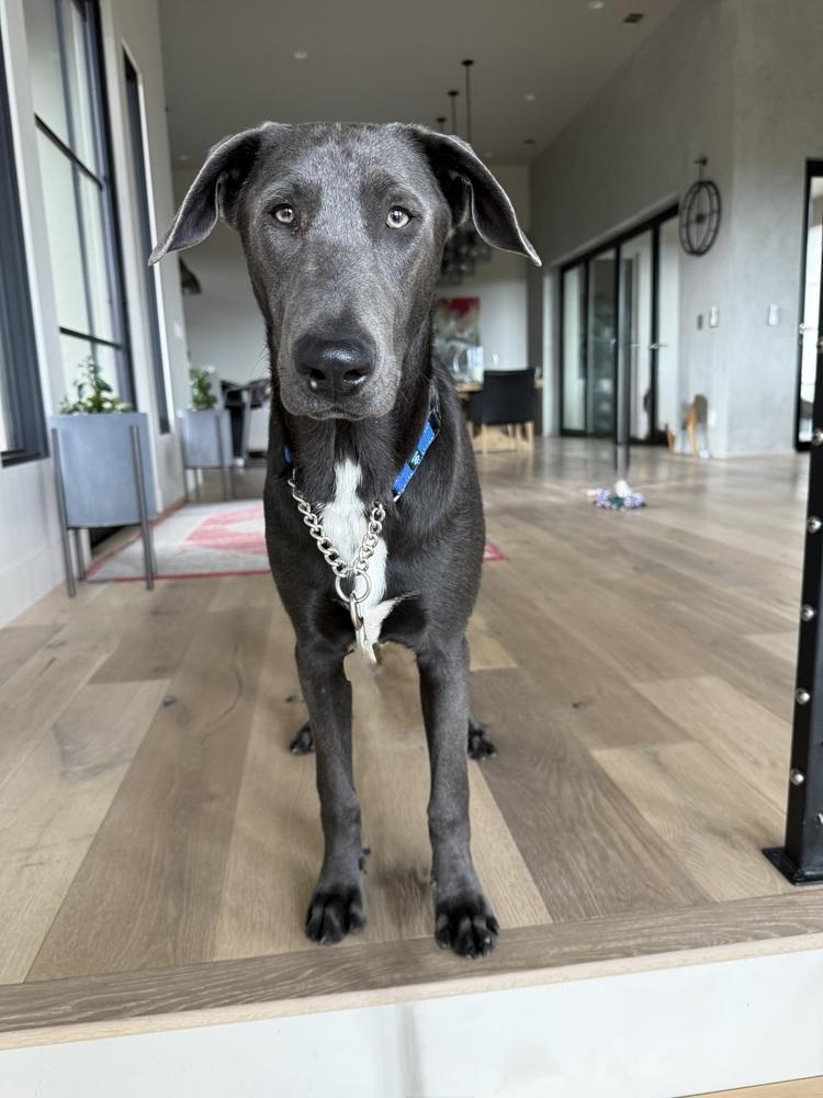 Enlarge King, a Adoptable mixed breed in Pleasant Hill, CA image 4/6