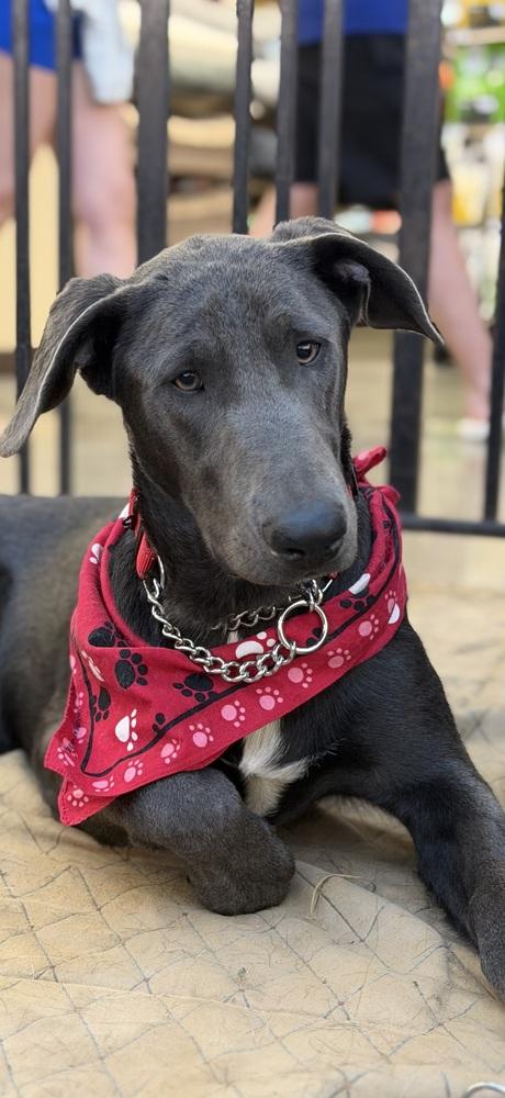 King, a Adoptable mixed breed in Pleasant Hill, CA image 2/6