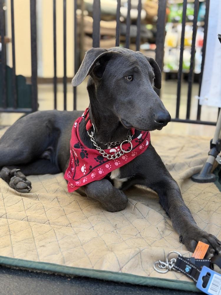 King, a Adoptable mixed breed in Pleasant Hill, CA image 3/6