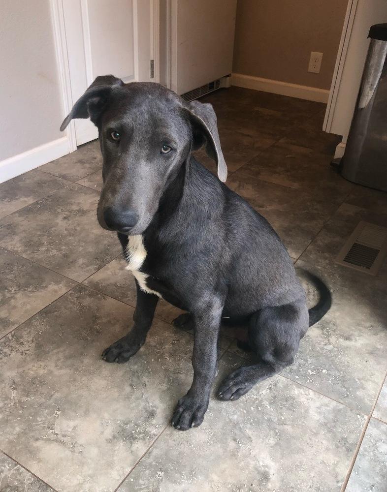 King, a Adoptable mixed breed in Pleasant Hill, CA image 4/6