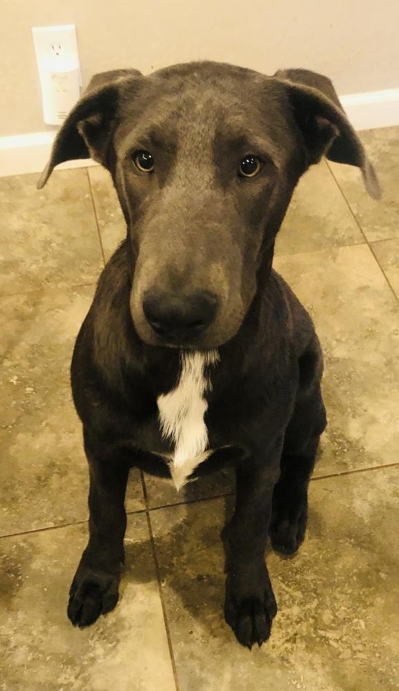 King, a Adoptable mixed breed in Pleasant Hill, CA image 5/6