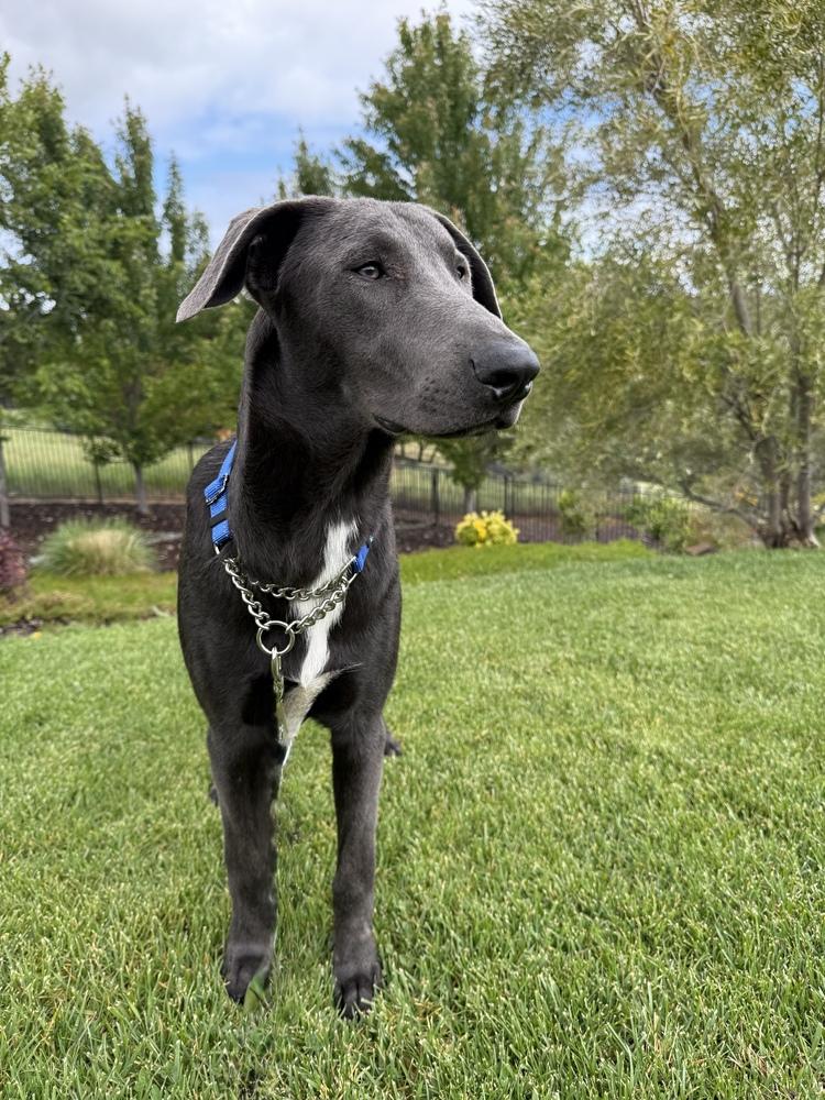 Enlarge King, a Adoptable mixed breed in Pleasant Hill, CA image 6/6