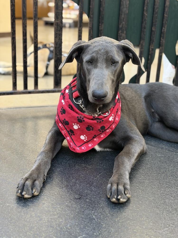 King, a Adoptable mixed breed in Pleasant Hill, CA image 6/6