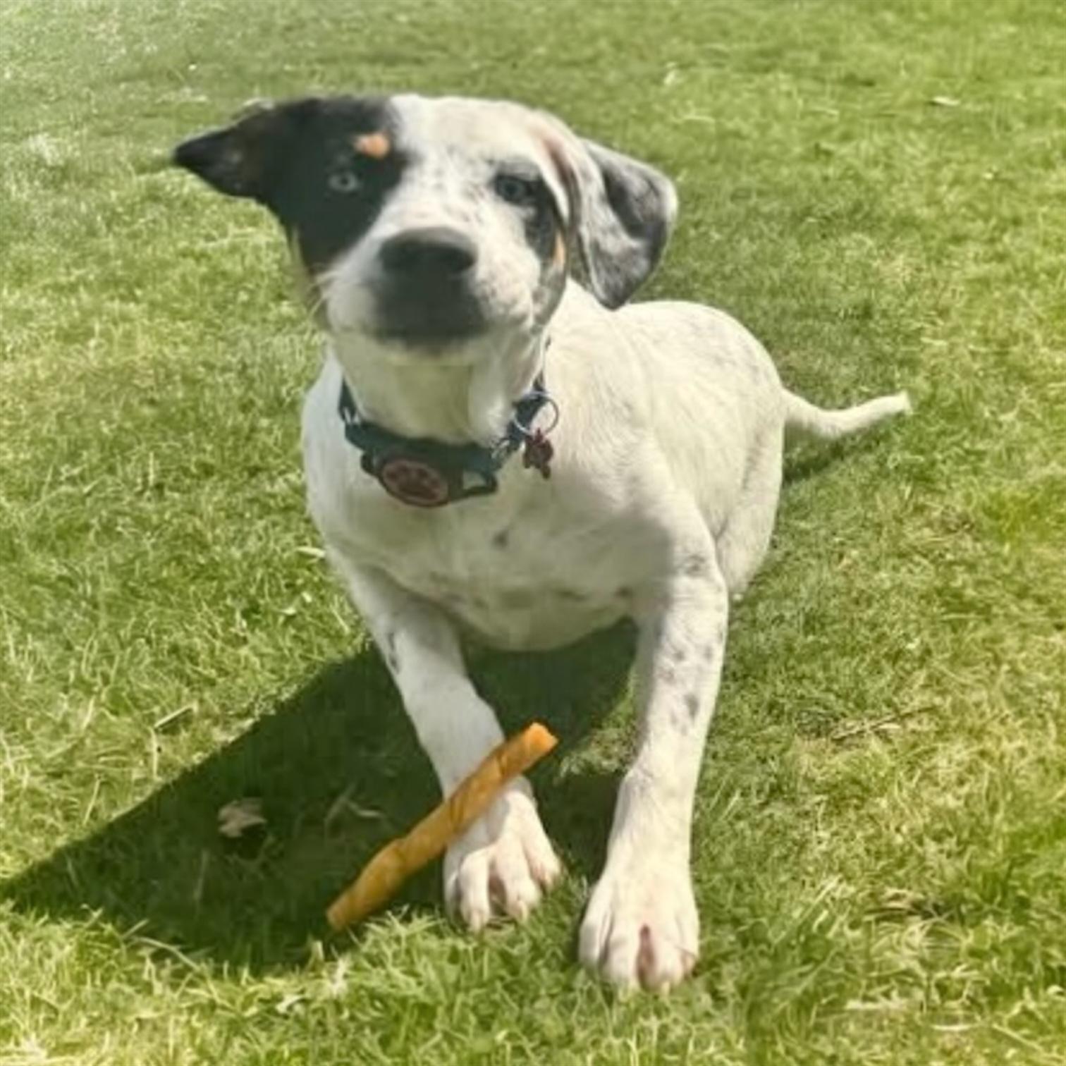Enlarge Hazel, a Adoptable Mixed Breed in Pittstown, NJ image 1/5