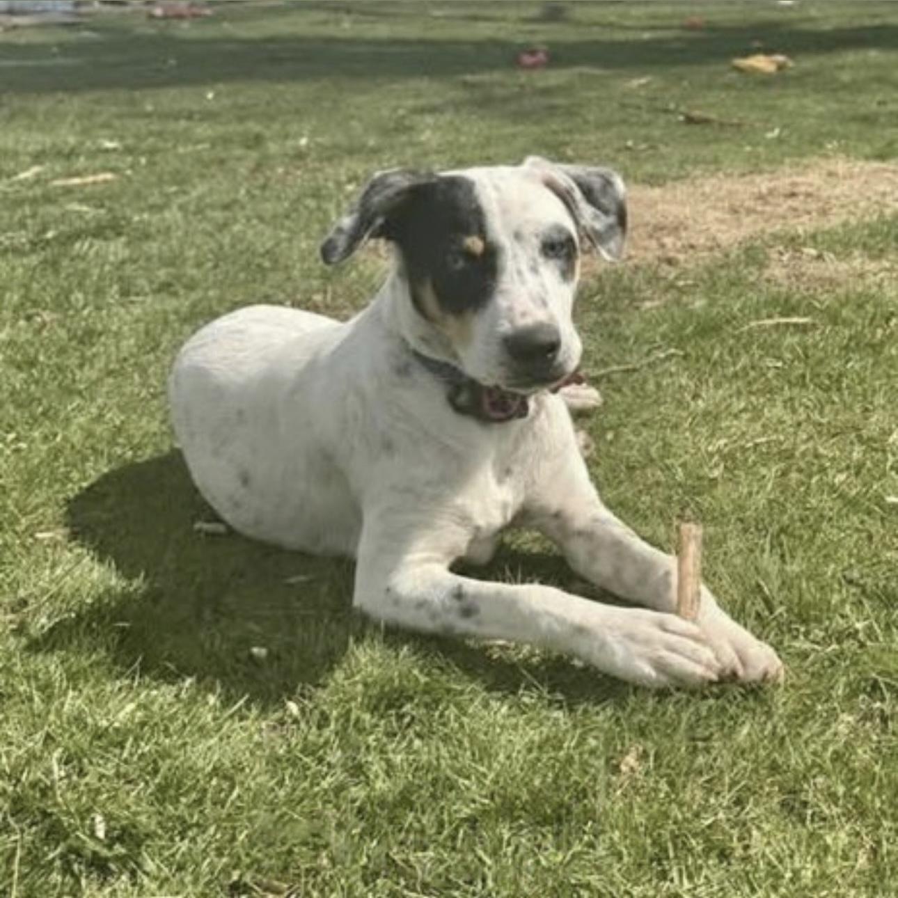 Enlarge Hazel, a Adoptable Mixed Breed in Pittstown, NJ image 3/5
