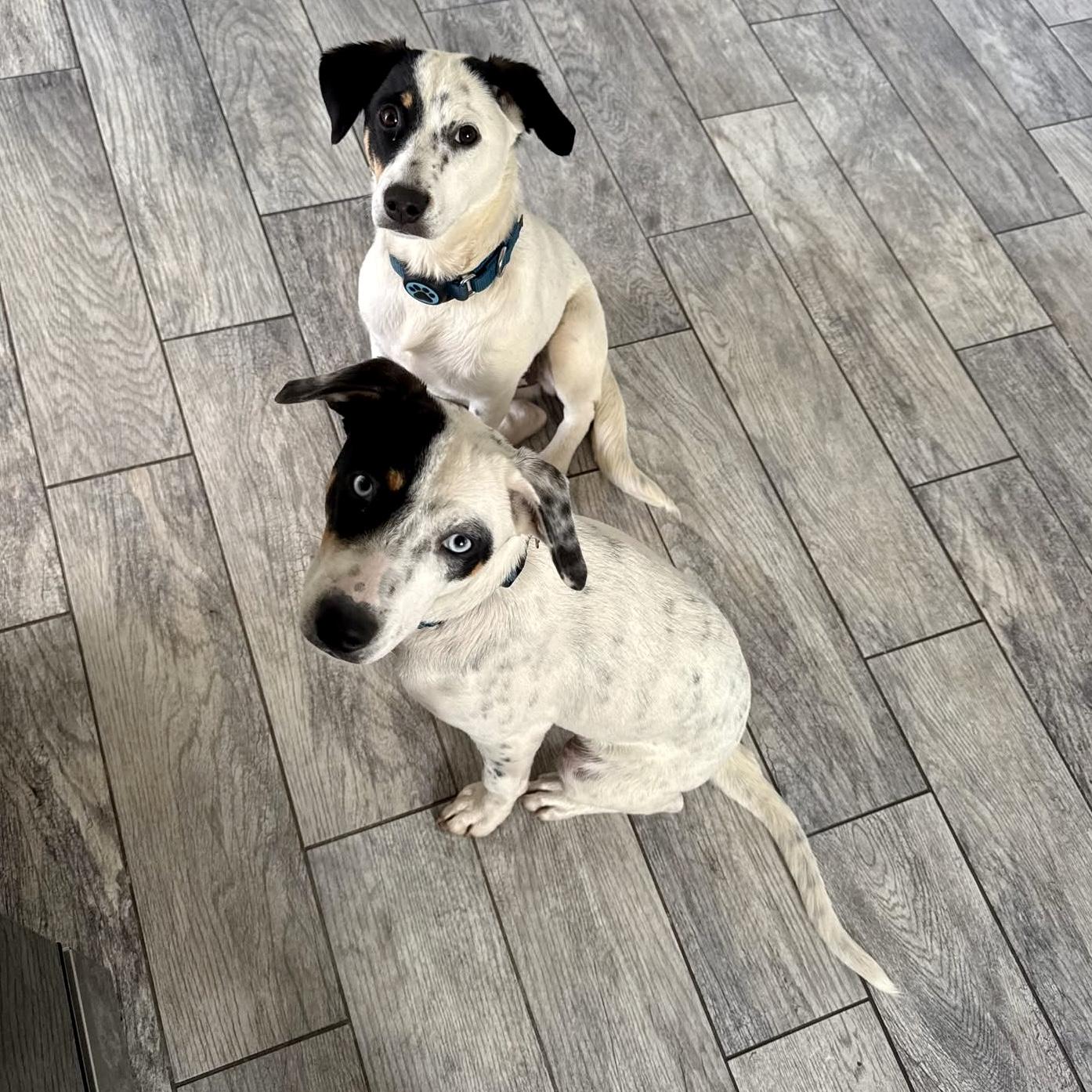 Enlarge Hazel, a Adoptable Mixed Breed in Pittstown, NJ image 5/5