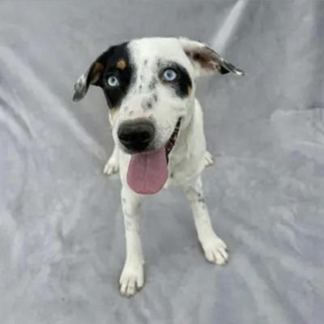 Enlarge Hazel, a Adoptable Mixed Breed in Pittstown, NJ image 2/5