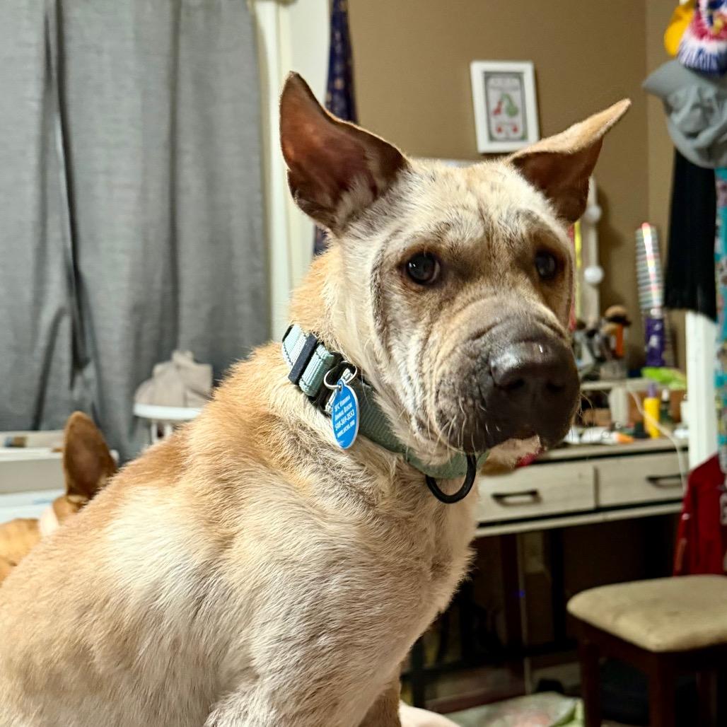 Dorrem, a Adoptable Mixed Breed in Fredericksburg, VA image 1/6