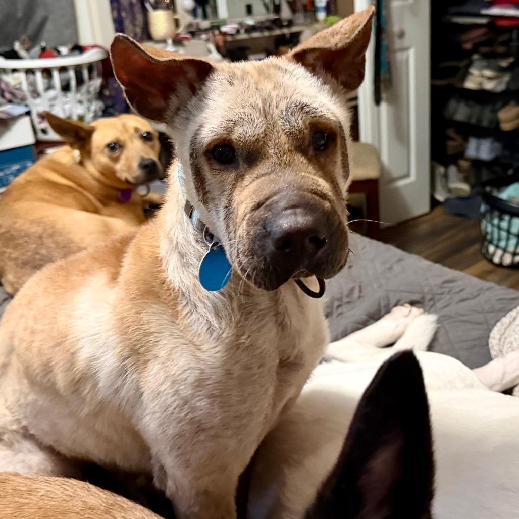 Dorrem, a Adoptable Mixed Breed in Fredericksburg, VA image 2/6