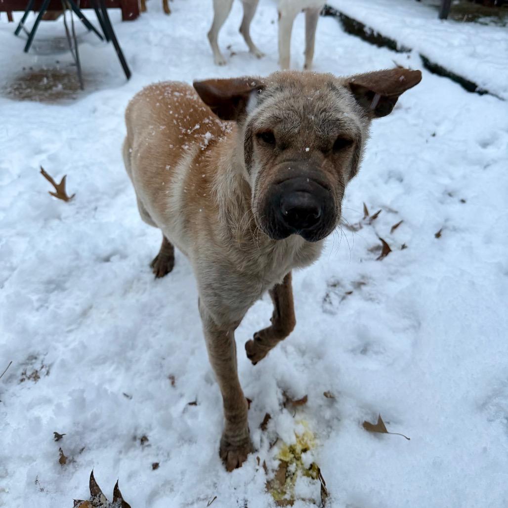 Dorrem, a Adoptable Mixed Breed in Fredericksburg, VA image 3/6