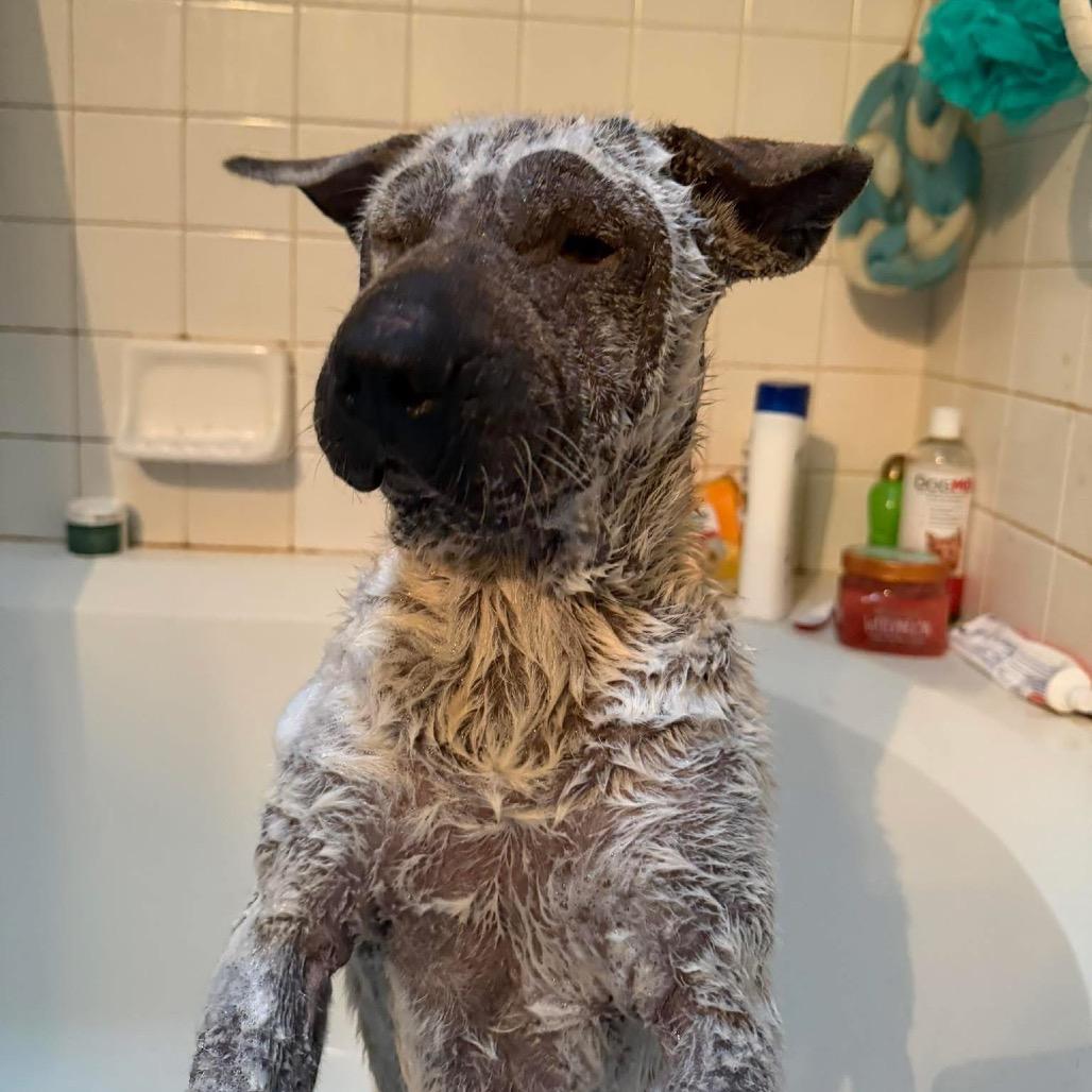 Dorrem, a Adoptable Mixed Breed in Fredericksburg, VA image 4/6