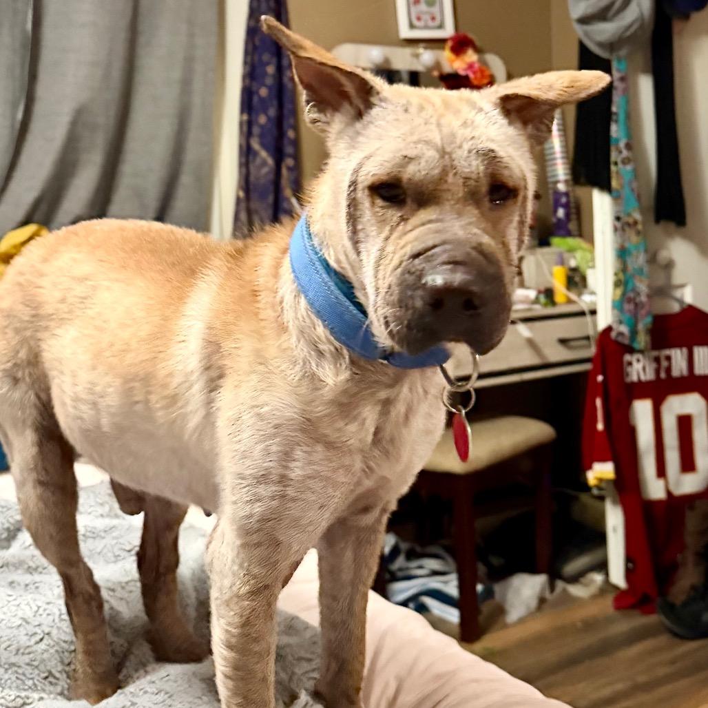 Dorrem, a Adoptable Mixed Breed in Fredericksburg, VA image 5/6