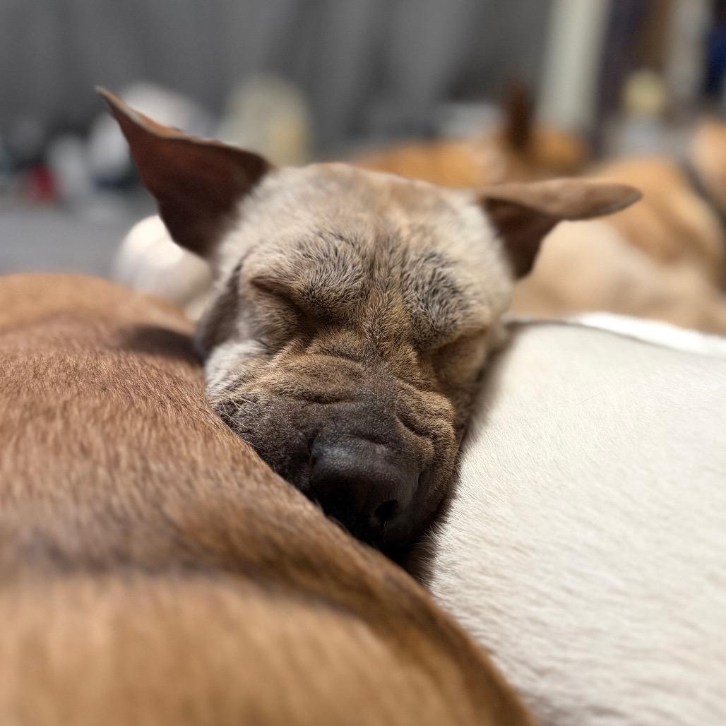 Dorrem, a Adoptable Mixed Breed in Fredericksburg, VA image 6/6