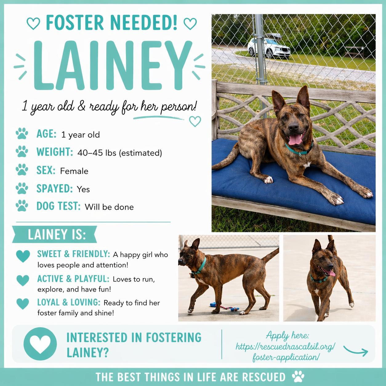 Enlarge Foster Lainey!, a ADOPTABLE mixed breed in Oswego, IL image 3/3