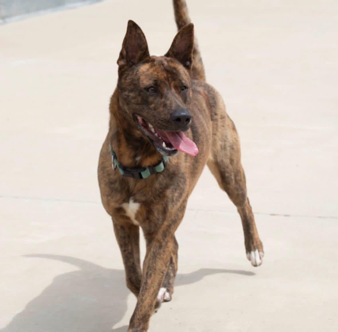 Enlarge Foster Lainey!, a ADOPTABLE mixed breed in Oswego, IL image 2/3