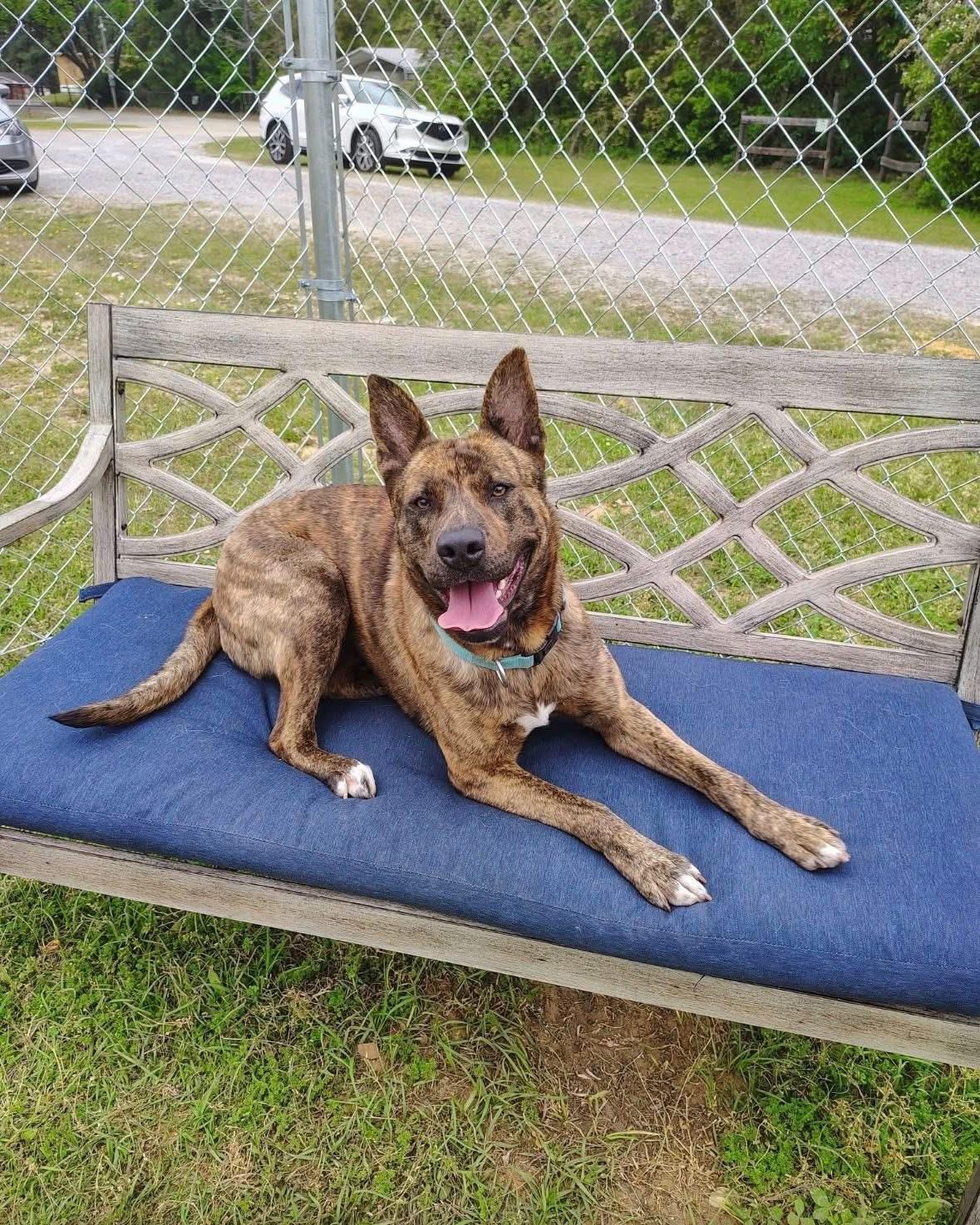 Foster Lainey!, ADOPTABLE, Adult Female Dutch Shepherd.
