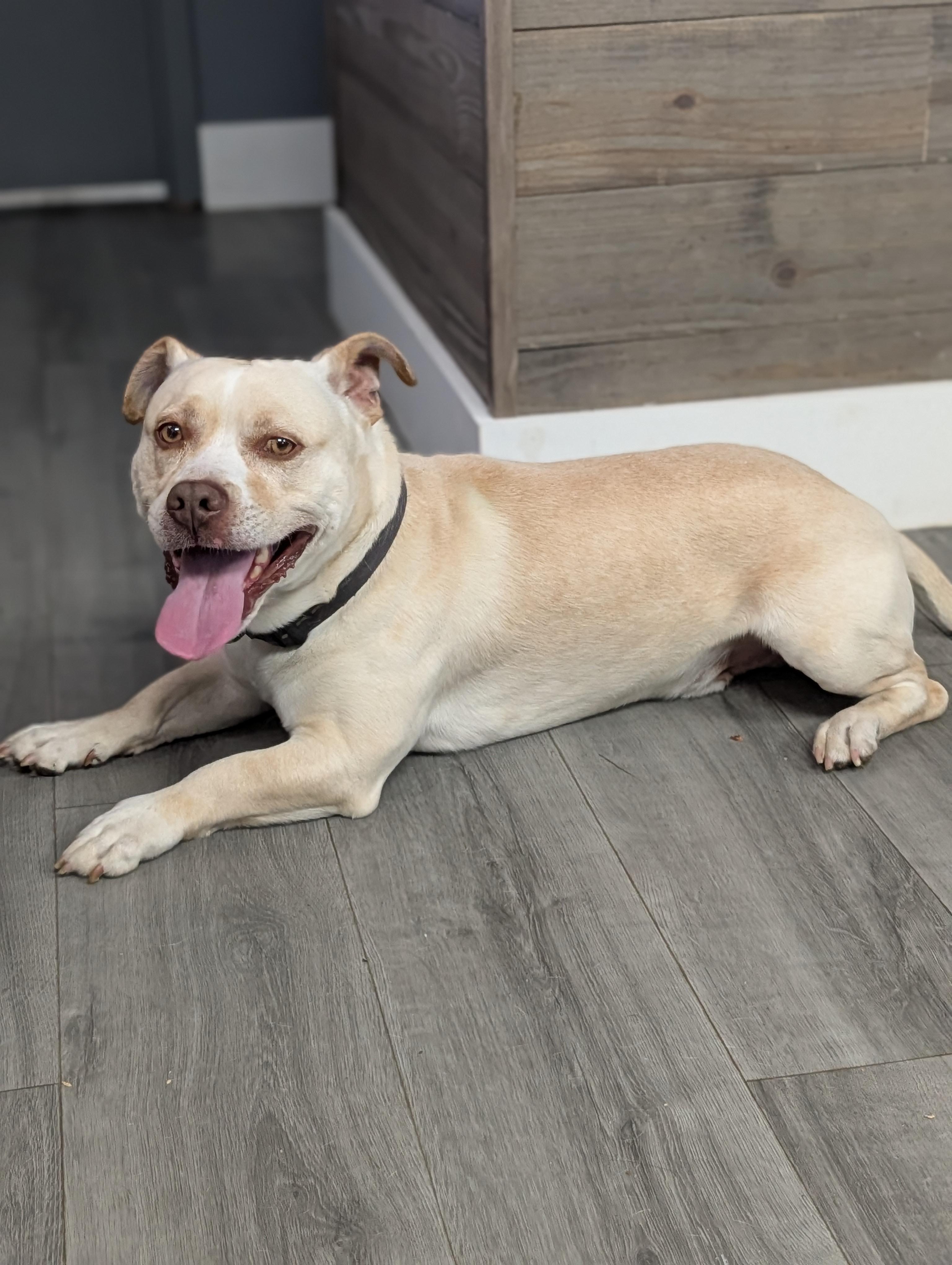 Enlarge Chico, a ADOPTABLE Mixed Breed in Plainfield, NJ image 2/4