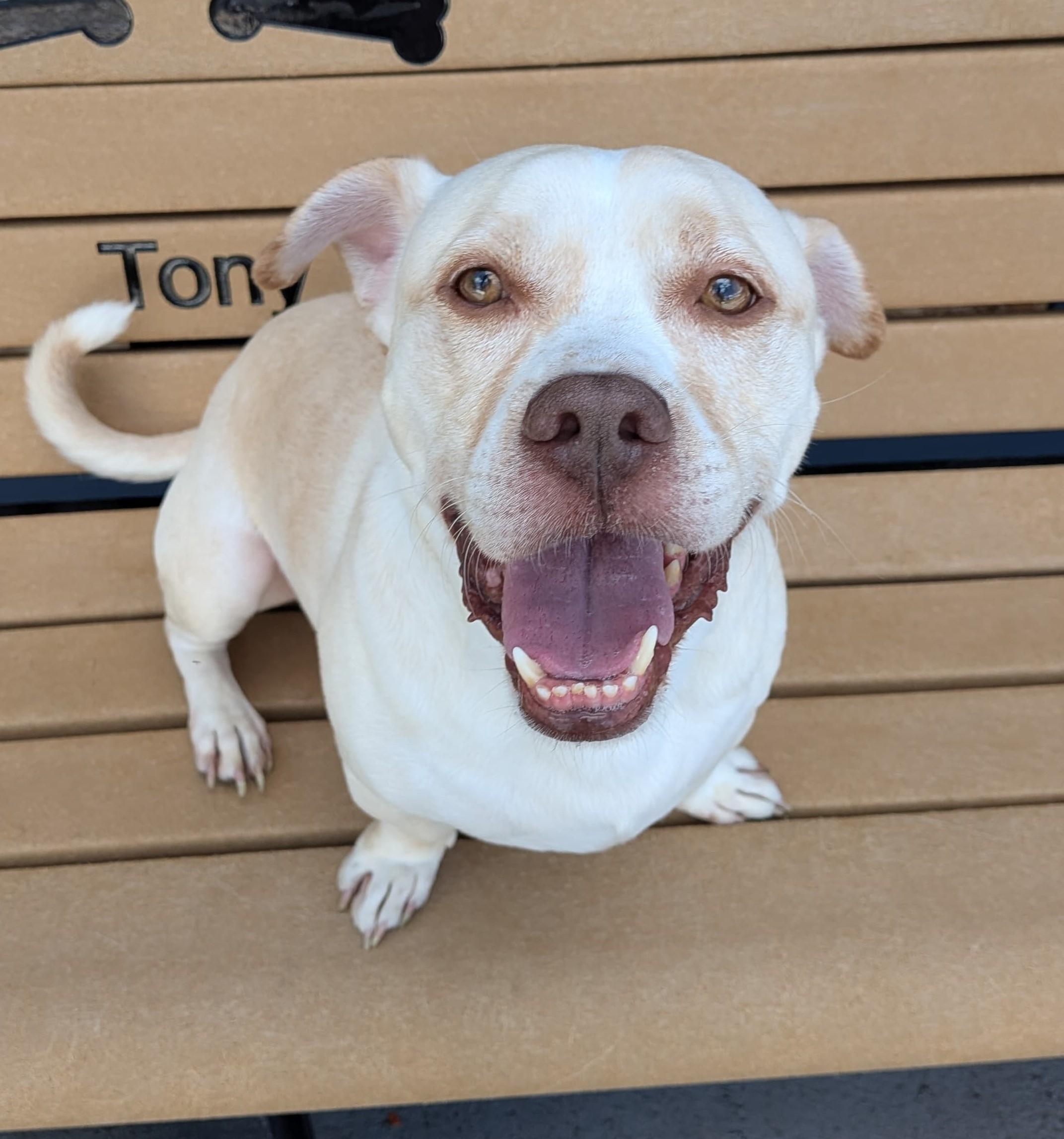 Chico, adoptable, Adult Male Mixed Breed.