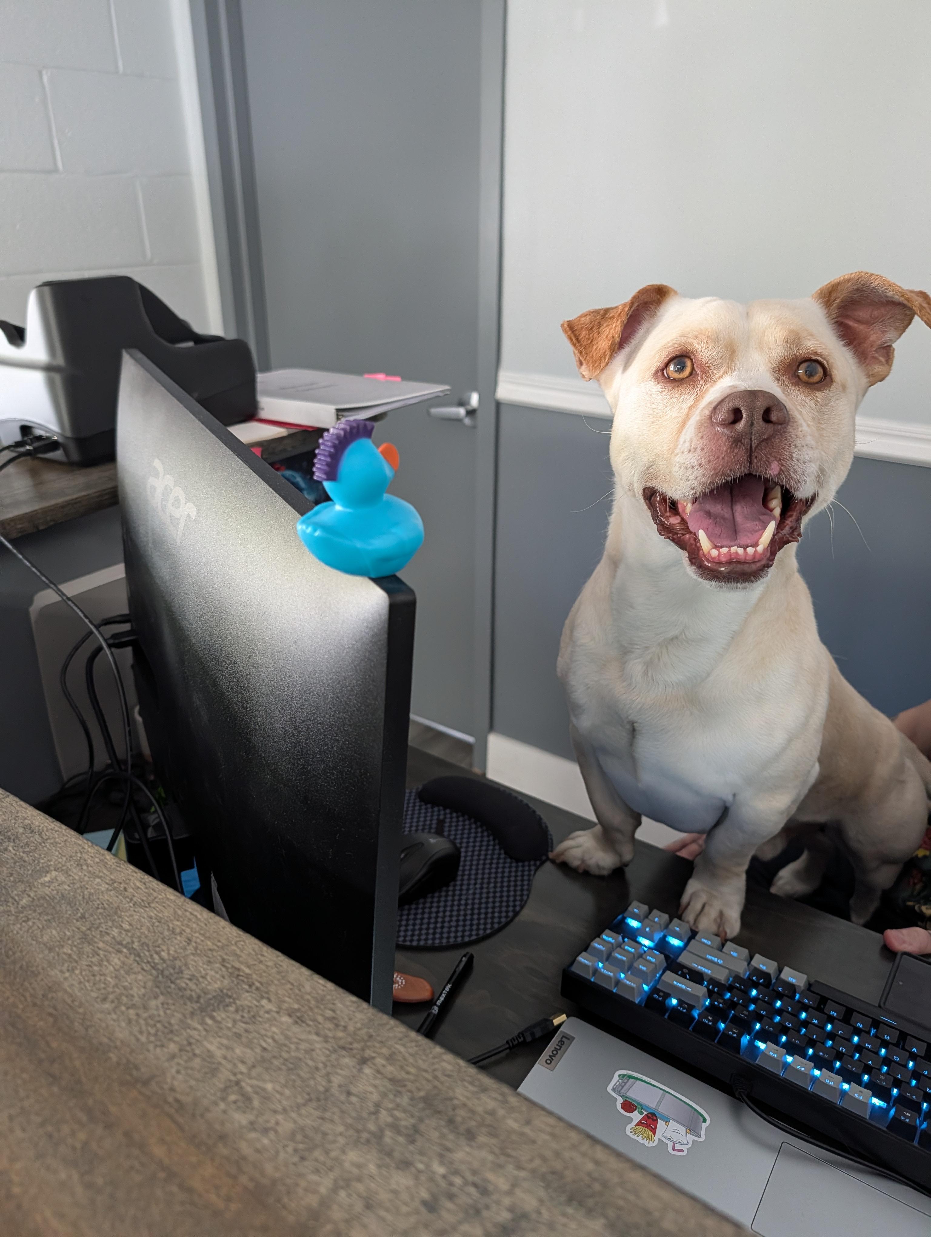 Chico, adoptable, Adult Male Mixed Breed.