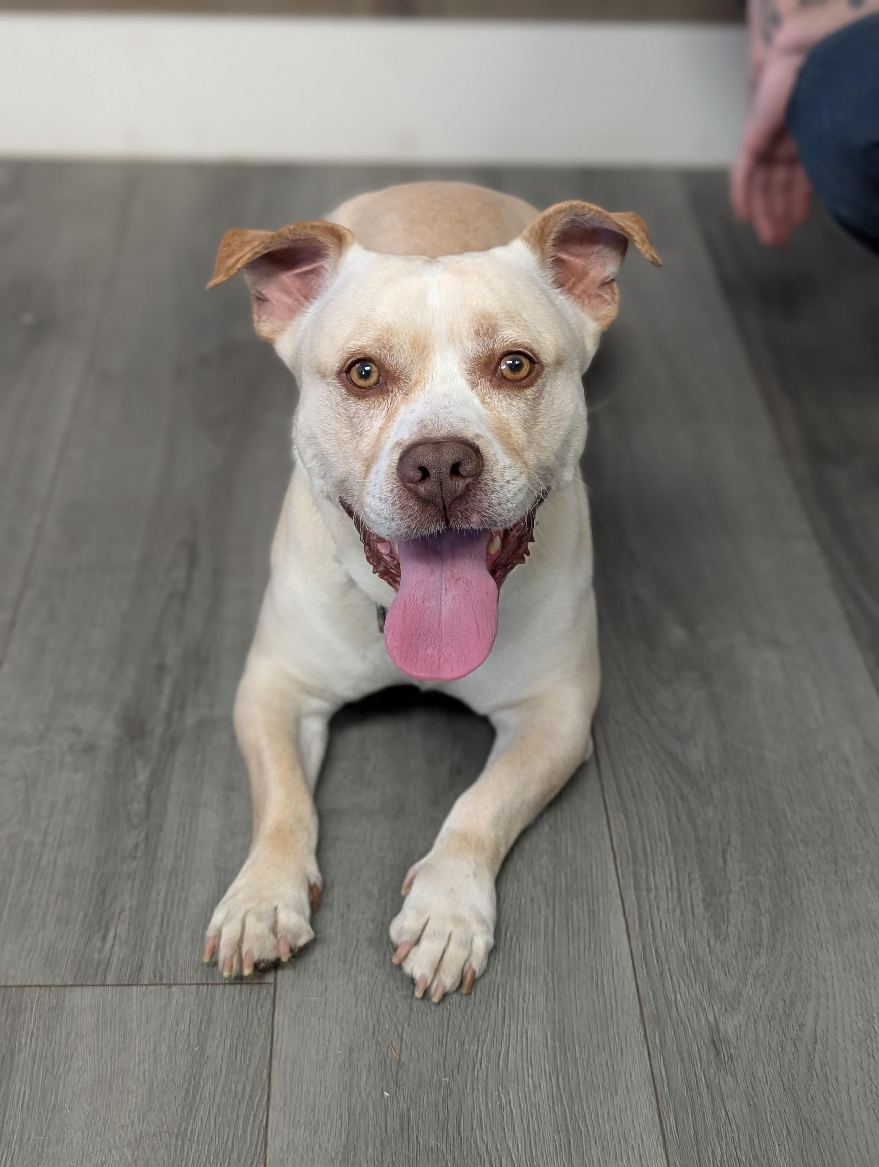 Enlarge Chico, a ADOPTABLE Mixed Breed in Plainfield, NJ image 4/4