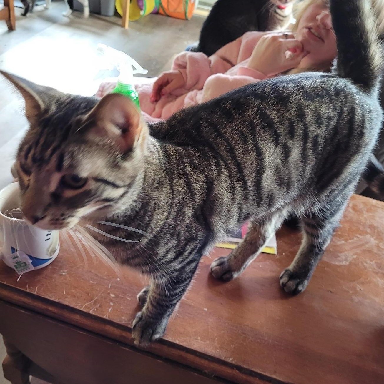 Kenevil, Adoptable, Young Male American Shorthair.