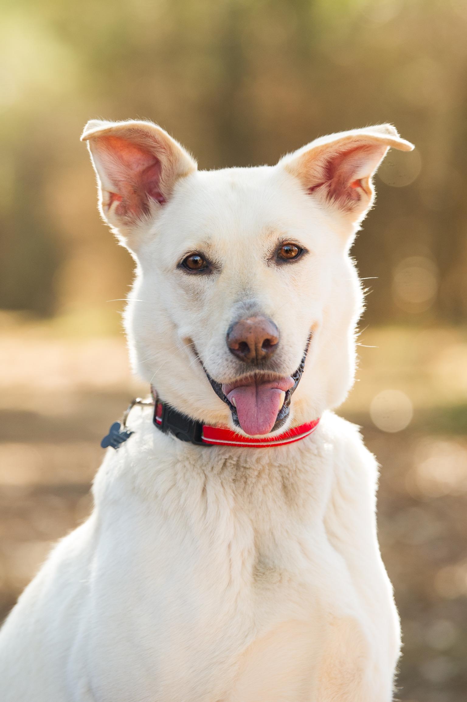 Lacy , a ADOPTABLE Labrador Retriever in Nashville, TN image 1/4