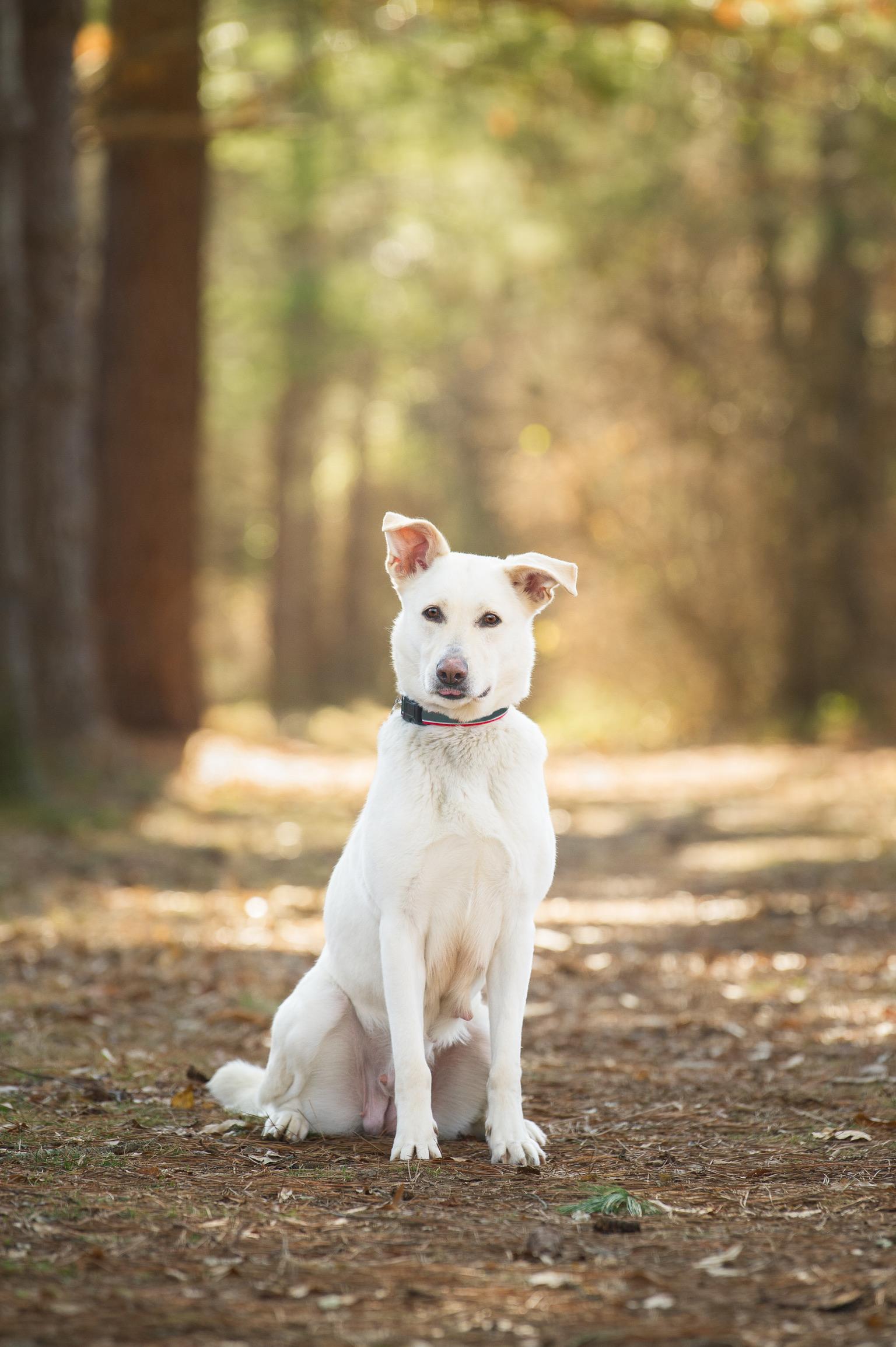 Lacy , a ADOPTABLE Labrador Retriever in Nashville, TN image 2/4