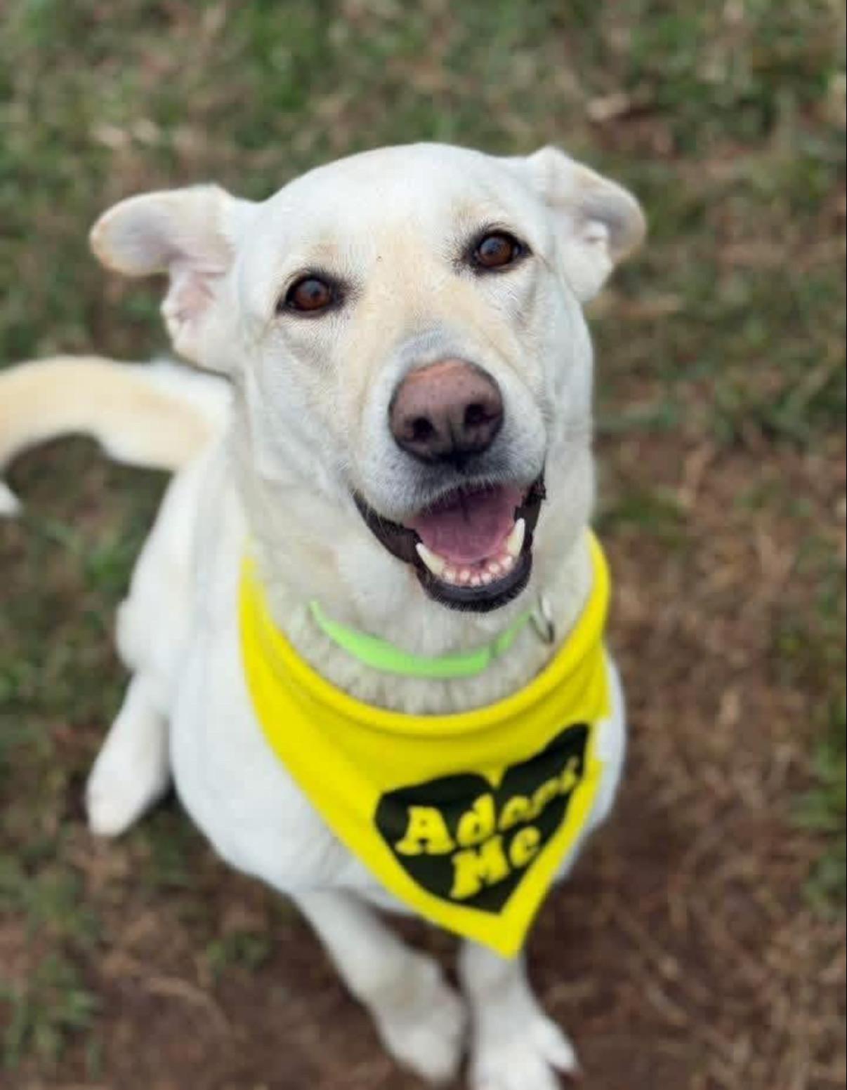 Lacy , a ADOPTABLE Labrador Retriever in Nashville, TN image 3/4