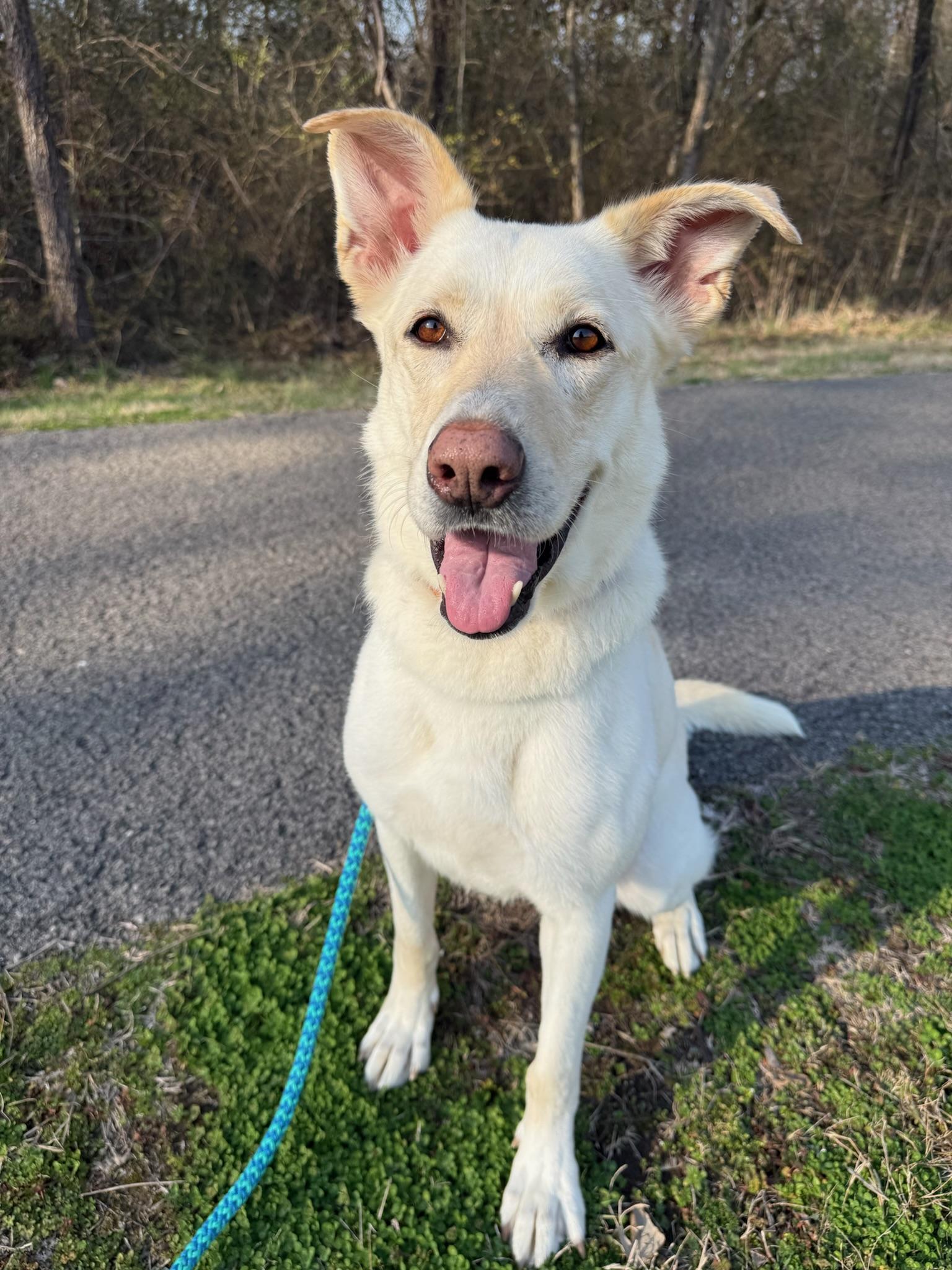 Enlarge Lacy , an adoptable mixed breed in Nashville, TN image 5/5