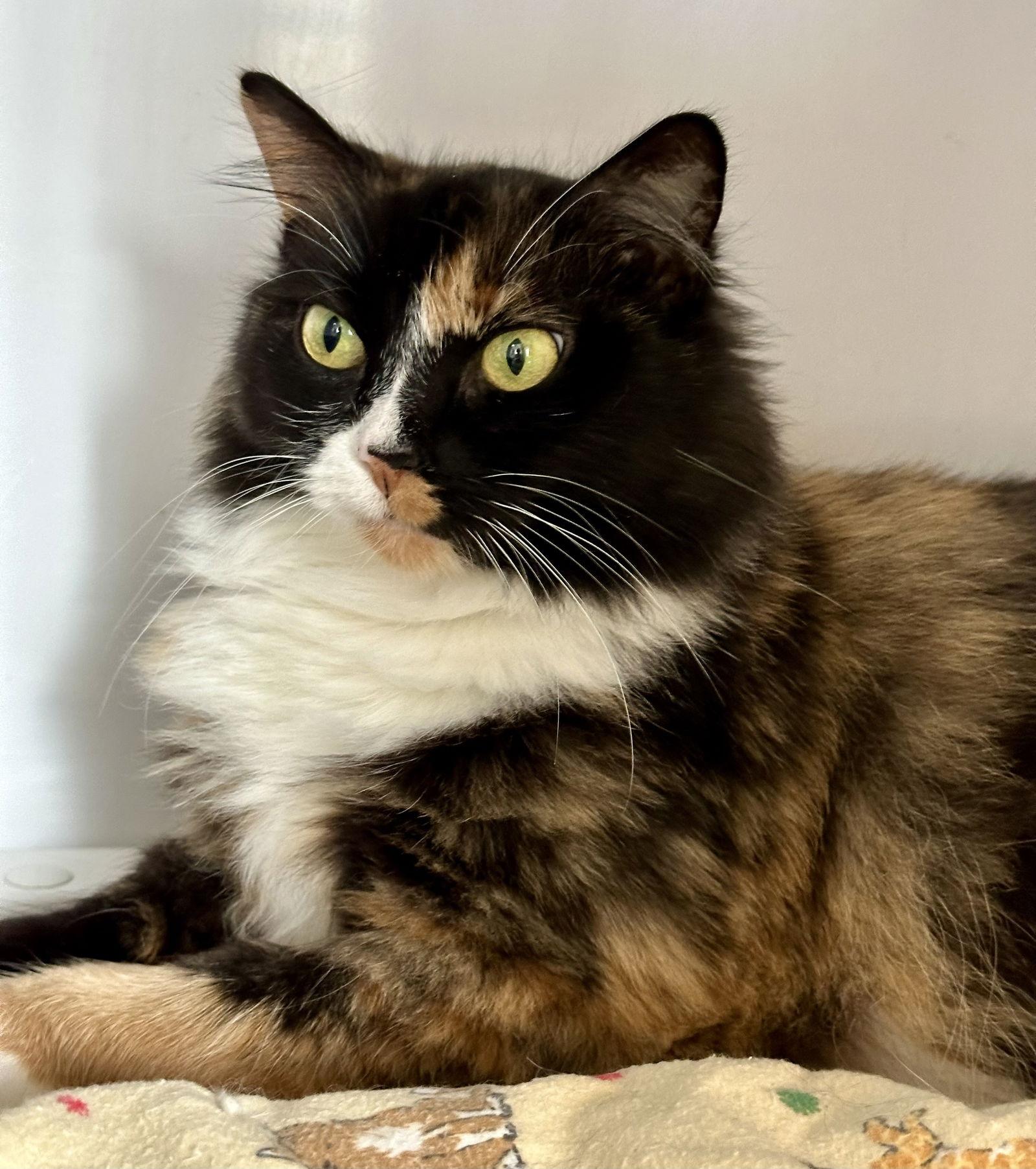 Nell, a Adoptable Domestic Medium Hair in Alexandria, VA image 1/3