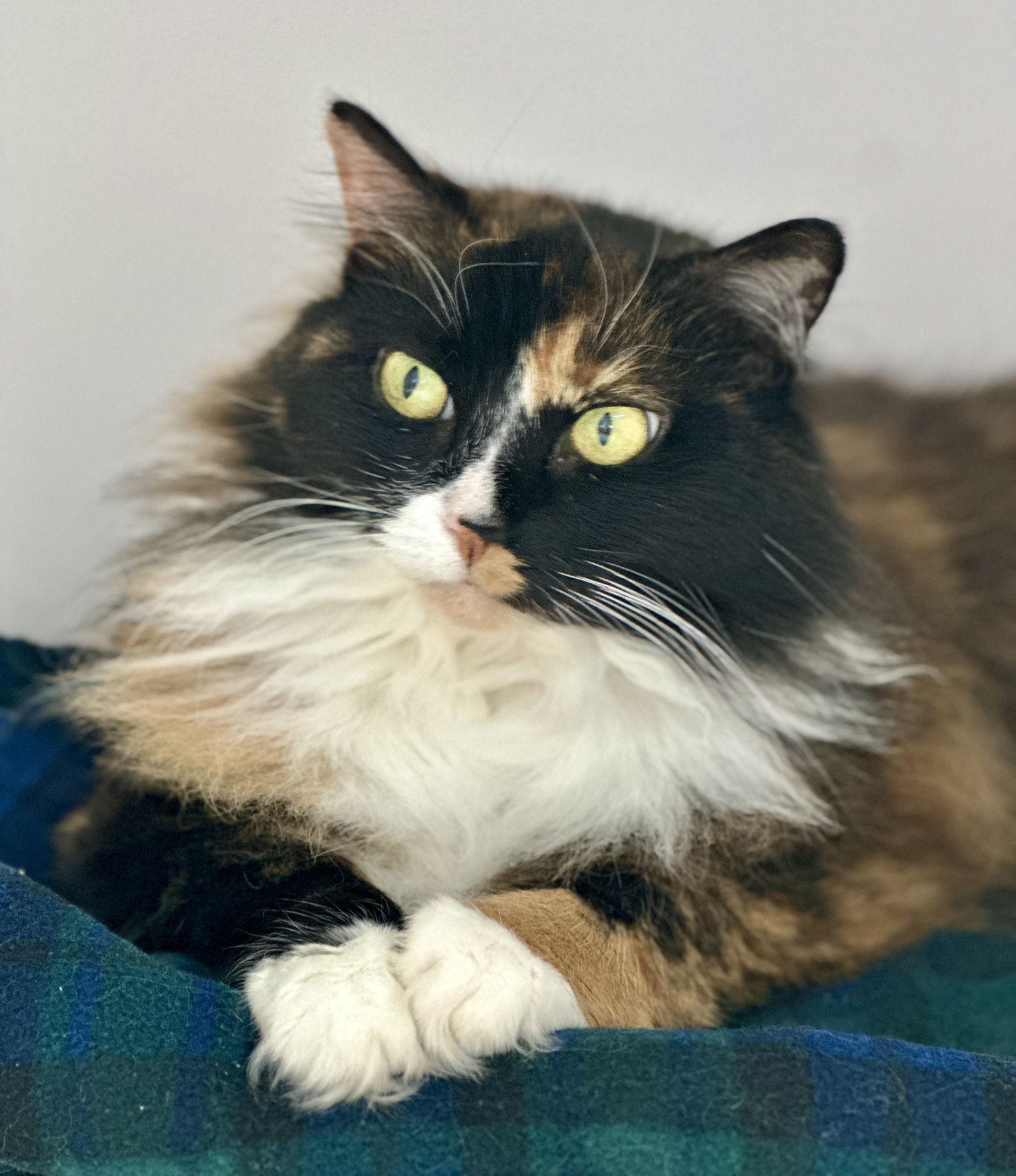 Nell, a Adoptable Domestic Medium Hair in Alexandria, VA image 2/3