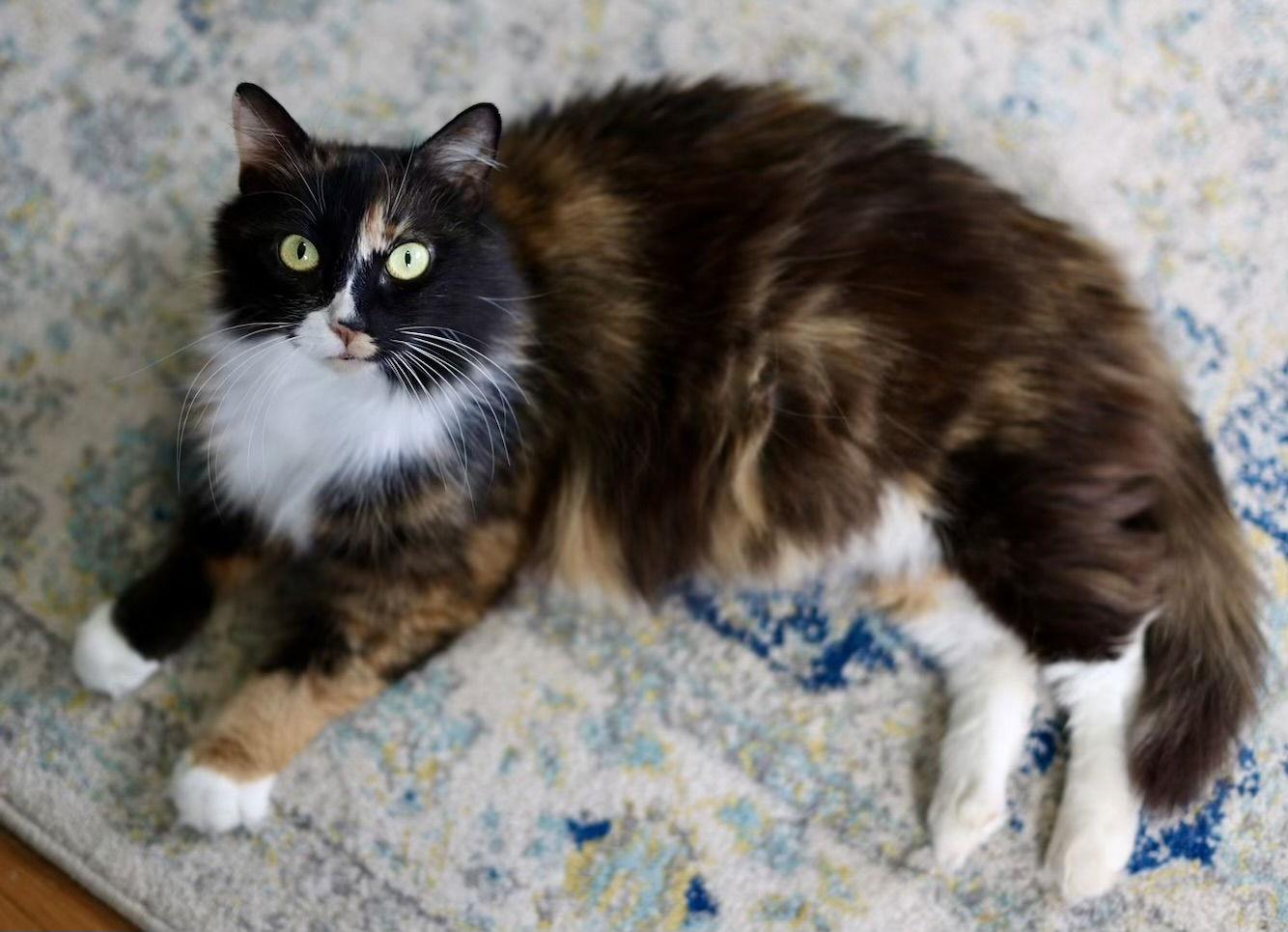 Nell, a Adoptable Domestic Medium Hair in Alexandria, VA image 3/3