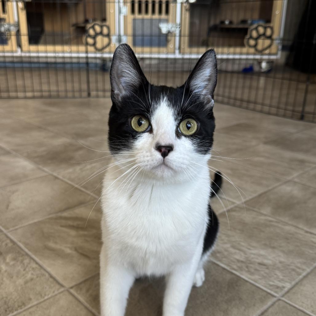 Miss Maple - AC Kitty!, Adoptable, Young Female Domestic Short Hair.