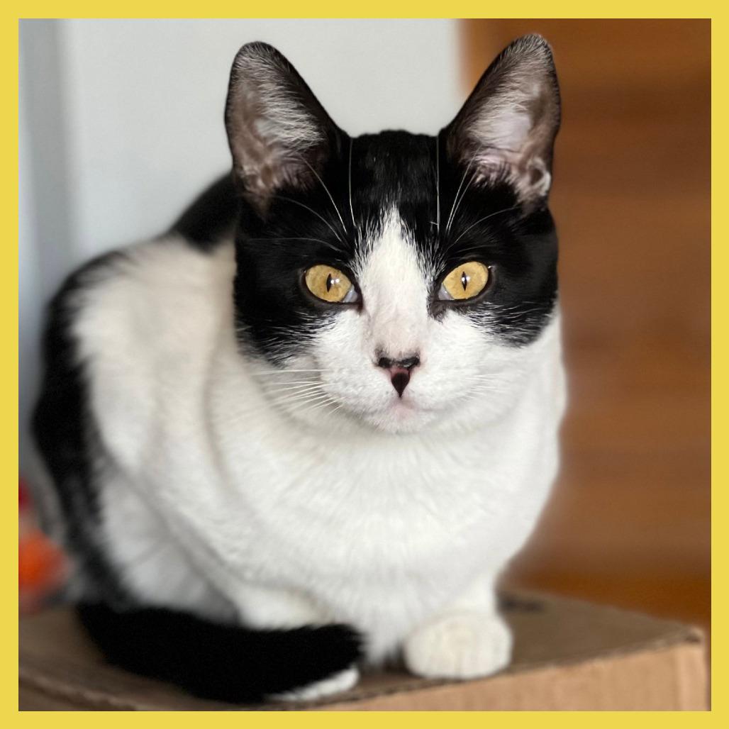 Miss Maple (Bonded with Scotty), Adoptable, Young Female Domestic Short Hair.