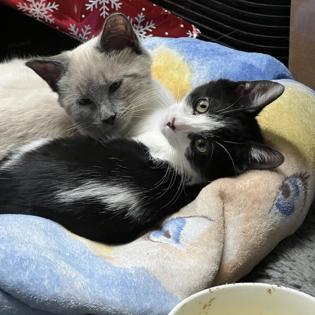 Enlarge Miss Maple (Bonded with Scotty), a Adoptable Domestic Short Hair in Laramie, WY image 2/5