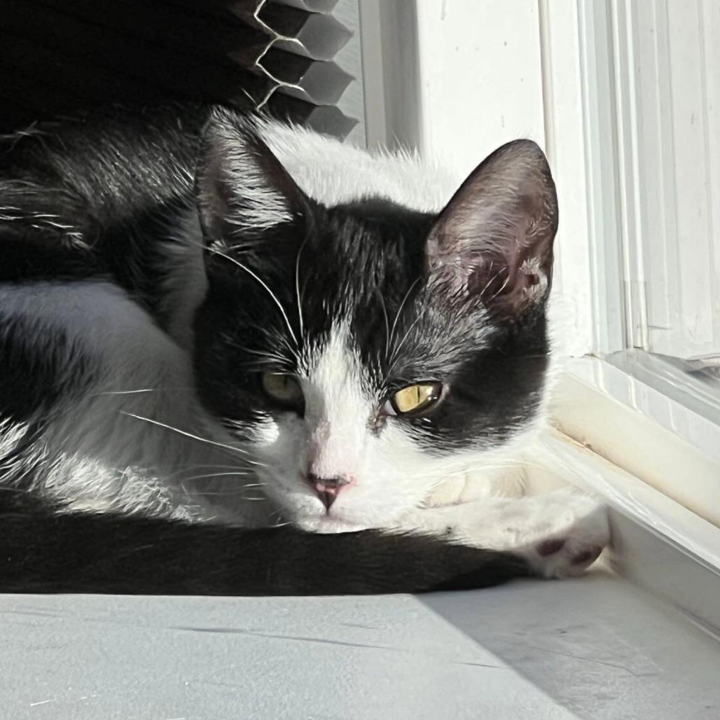 Enlarge Miss Maple (Bonded with Scotty), a Adoptable Domestic Short Hair in Laramie, WY image 5/5