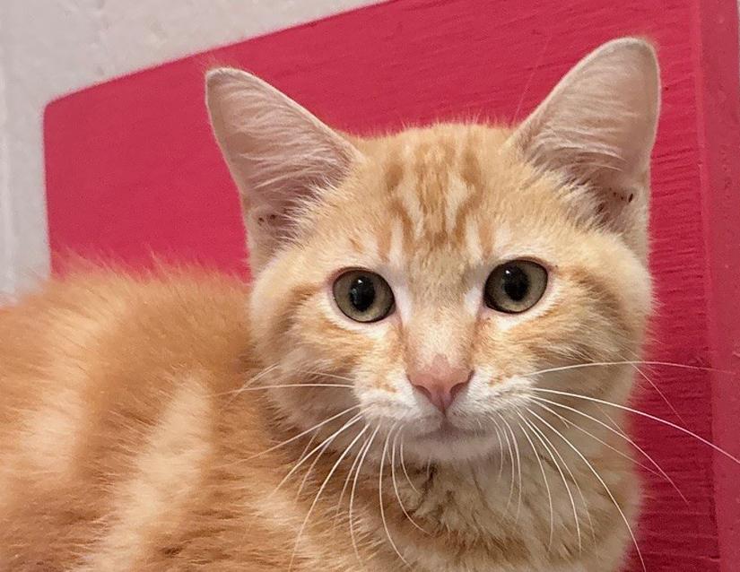 Inchworm, Baby Male Domestic Short Hair