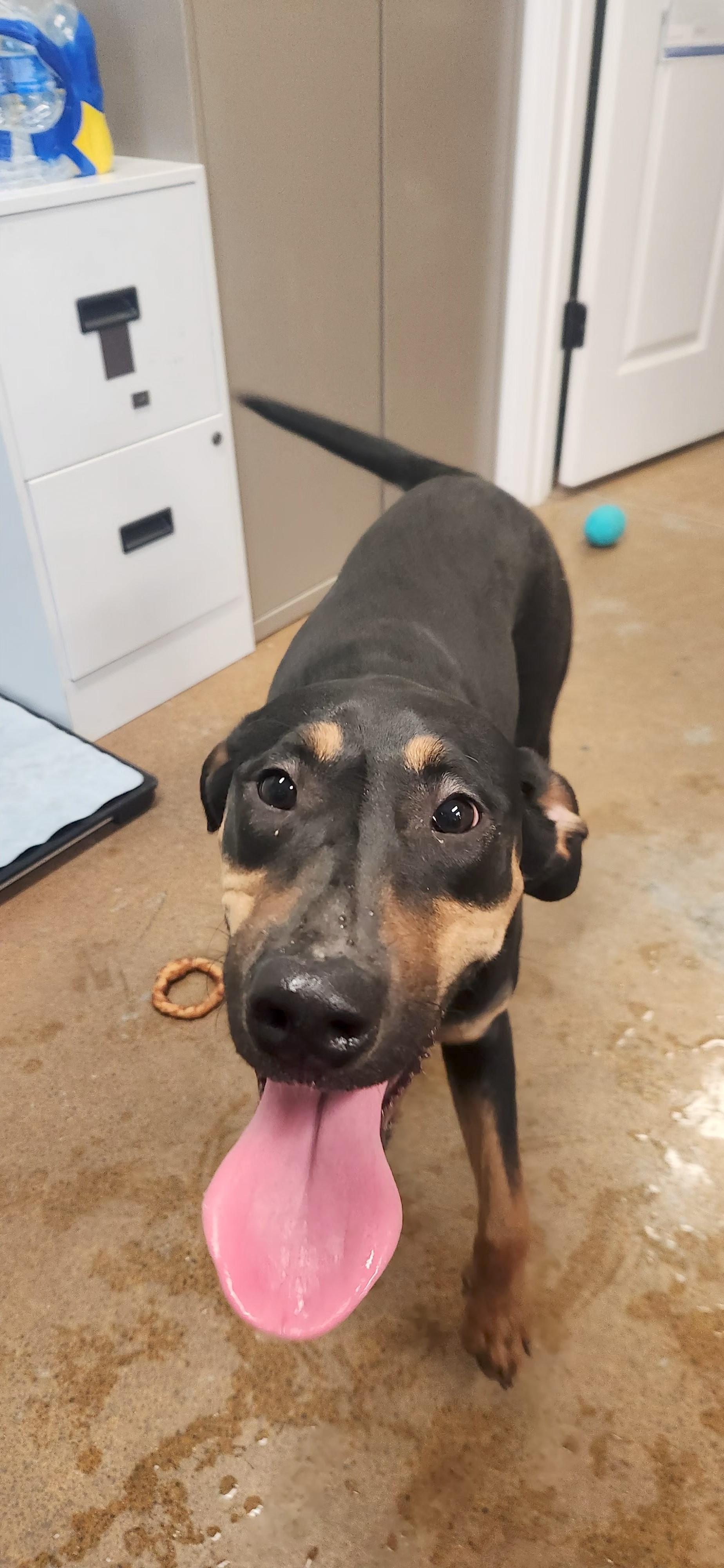 BELLA, ADOPTABLE, Puppy Female Doberman Pinscher.