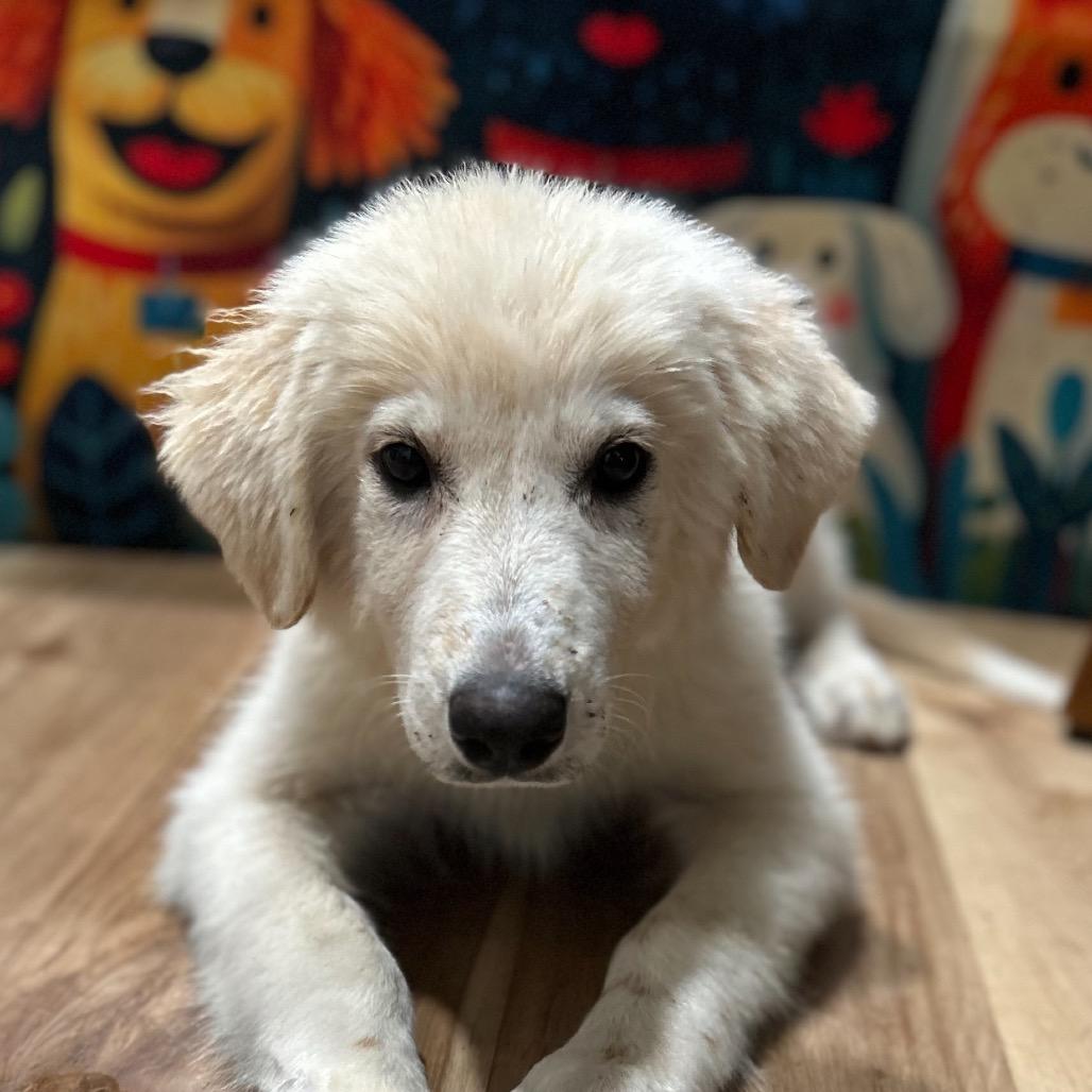 Enlarge Bailey, an adopted mixed breed in Shinnston, WV image 2/2