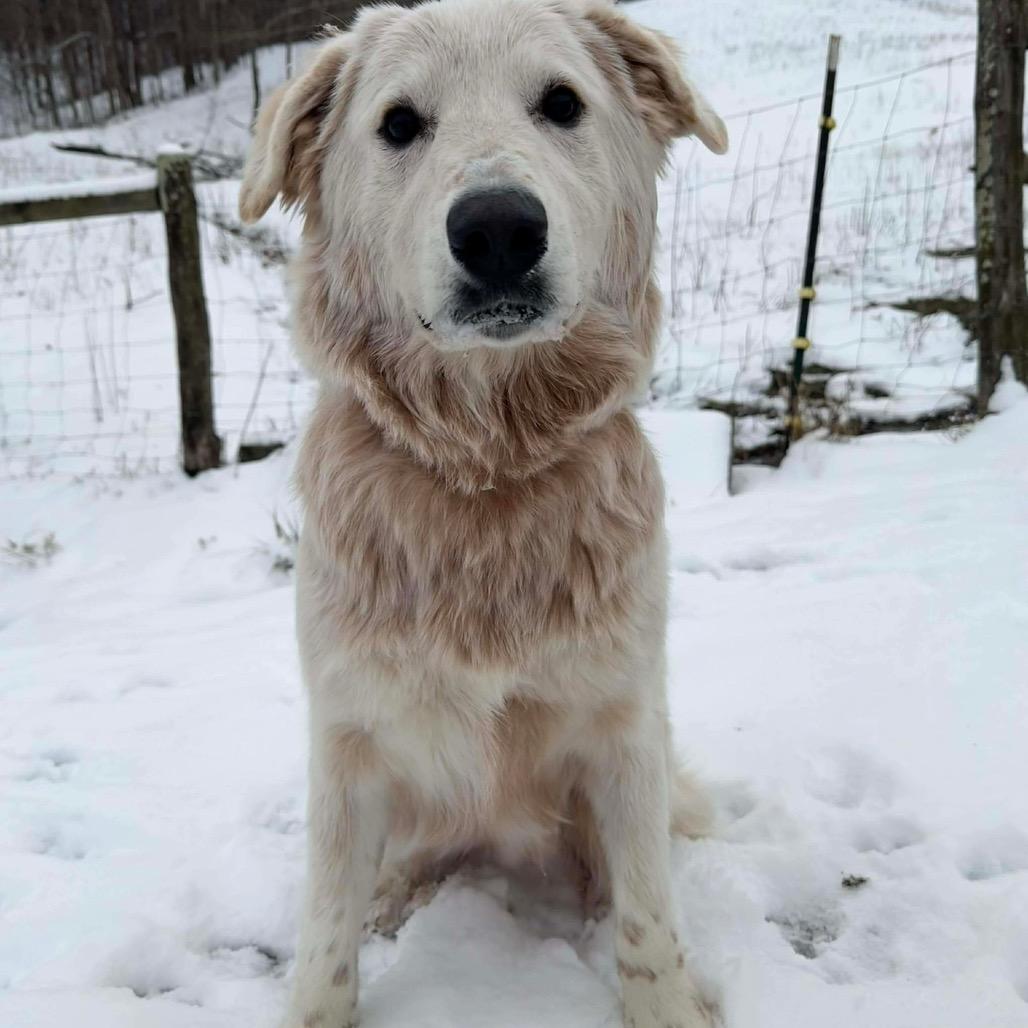 Enlarge Bailey, an adopted mixed breed in Shinnston, WV image 1/2