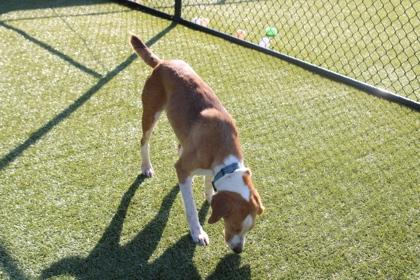MILLY, a Adoptable mixed breed in Kenansville, NC image 1/3